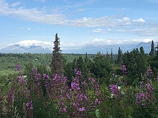 IMG_3455 Denali Viewpoint South Foreground Flowers